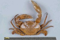 藏品(鋸緣青蟳)的圖片